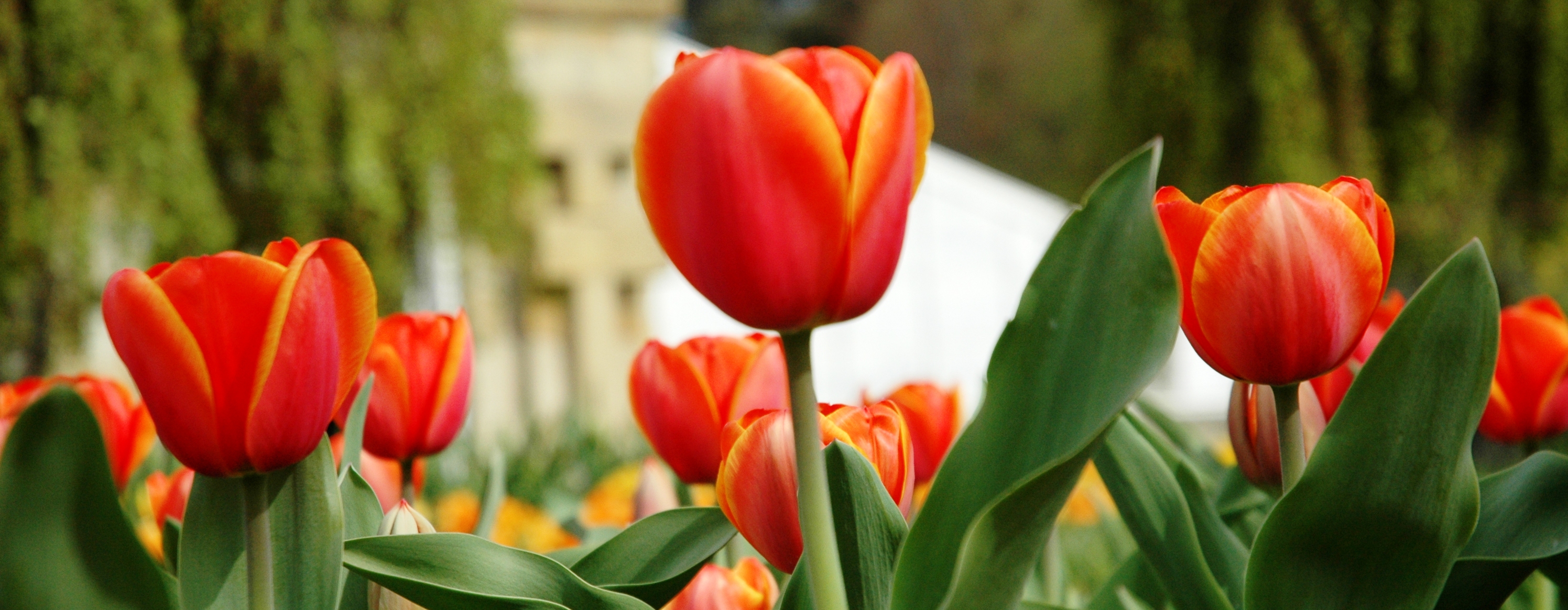 Close up of red Tulips