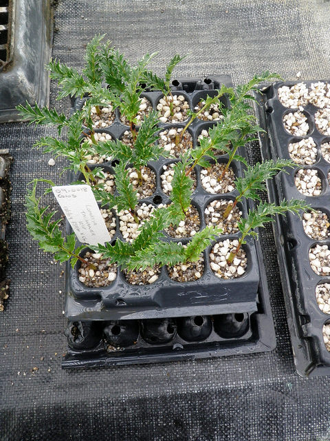 Individual cells used for cuttings to reduce root disturbance when potting. Photo N. Tapson