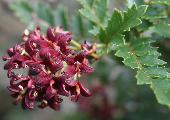Lomatia tasmanica flower