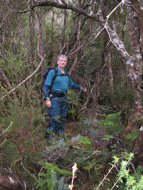 RTBG Staff Alan Macfadyen in L.tasmanica habitat. Photo – N.Tapson