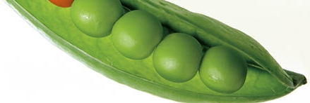 peas in a pod, only half an open pod showing peas with a white background