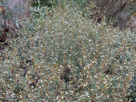 spyridium vexilliferum the bush from a distance, small bush to 1meter