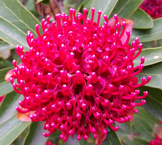 Close up of waratah flower from top