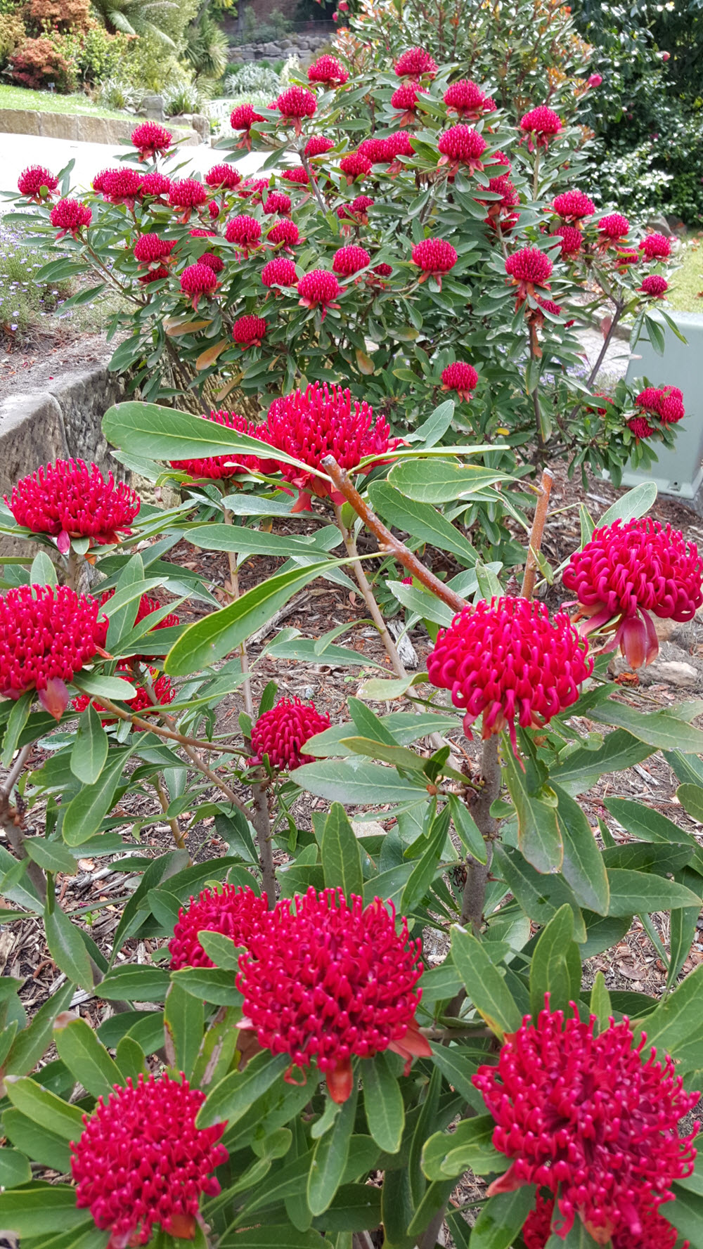view of waratah bushes in flower at the RTBG