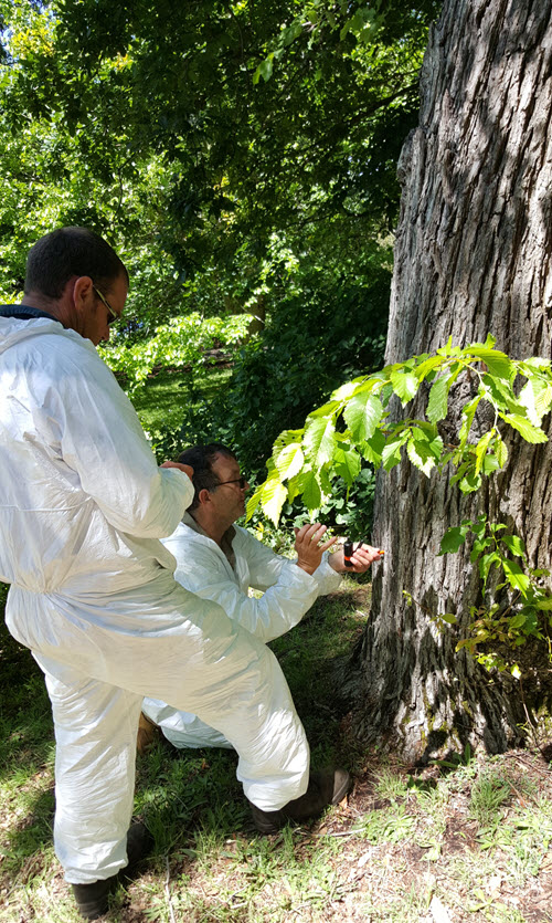 Botanical Gardens staff horticulturists Jeremy Patterson and Adam Lancaster preparing an Elm trunk for treatment