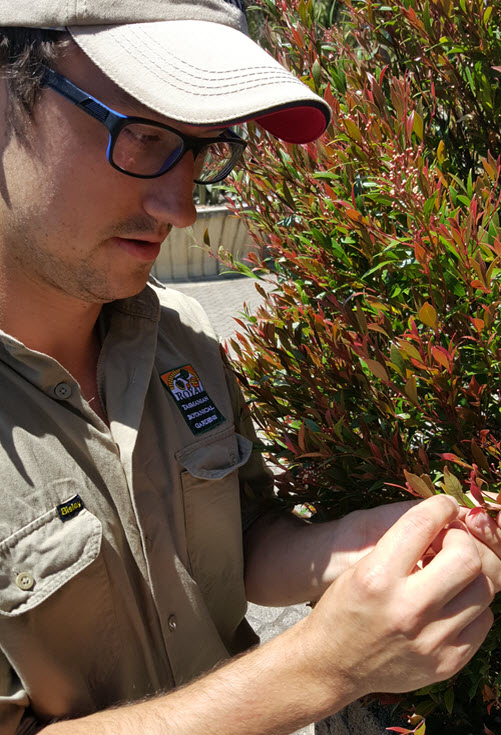 Botanical Gardens staff member Lachlan Girschik inspecting a plant for Myrtle Rust