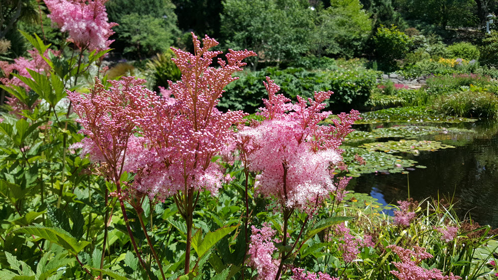 Filipendula rubra, or Queen-of-the-prairie in full bloom around the Lily pond