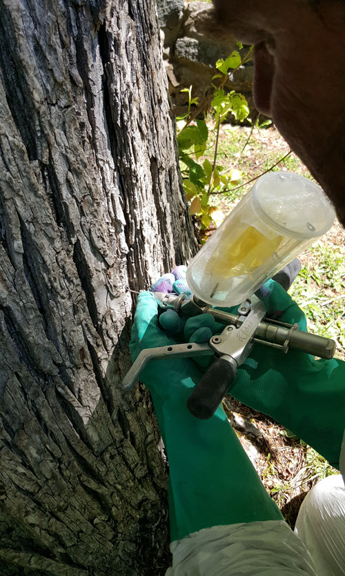 Treating the Elm trunk. The chemical rises up the transport tissue and into the leaves where it kills feeding pests