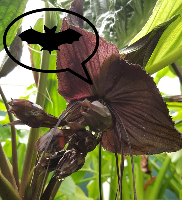 Black Bat Flower Tacca chantrieri