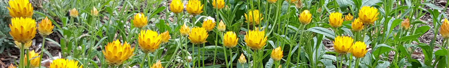 East Coast Everlasting – Xerochrysum bicolor group of plants and flower