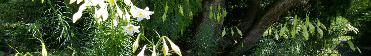 Giant formosa lily narrow image of planted area