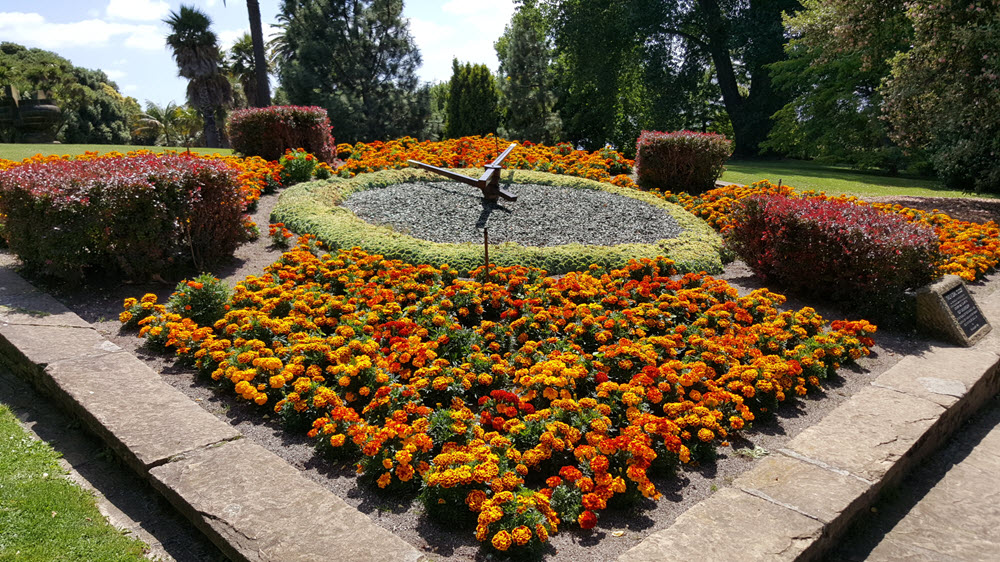 floral clock with Marigolds- Tagetes patula