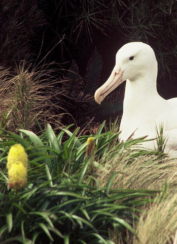 Albatross sitting feature image