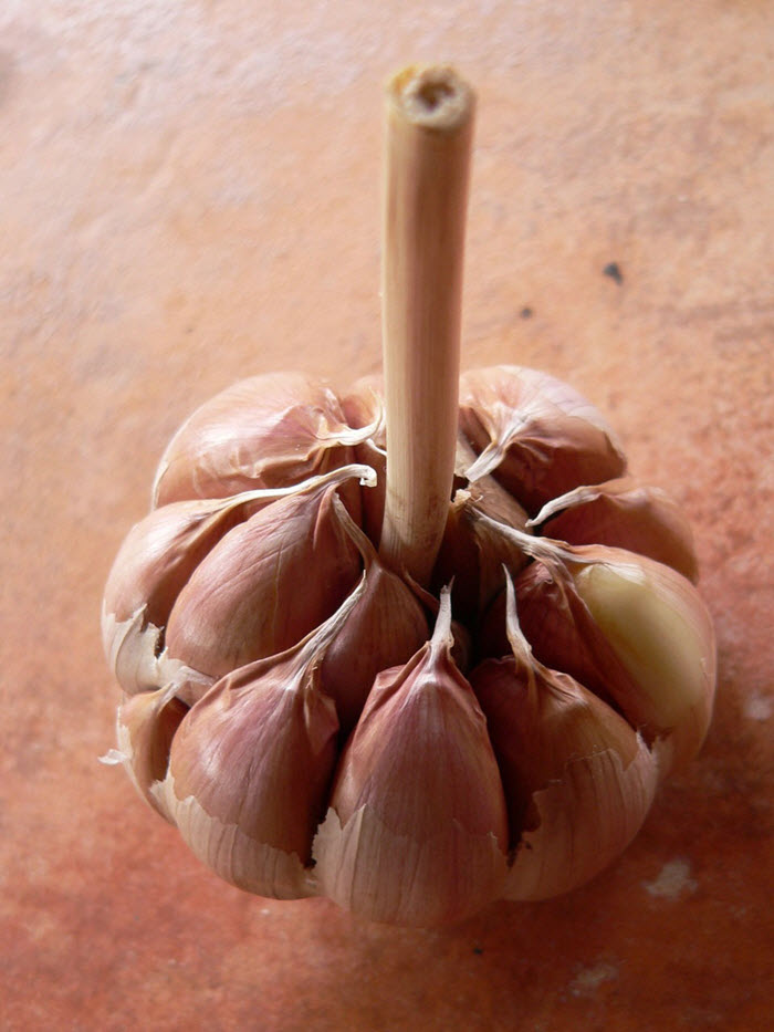 garlic with cloves exposed