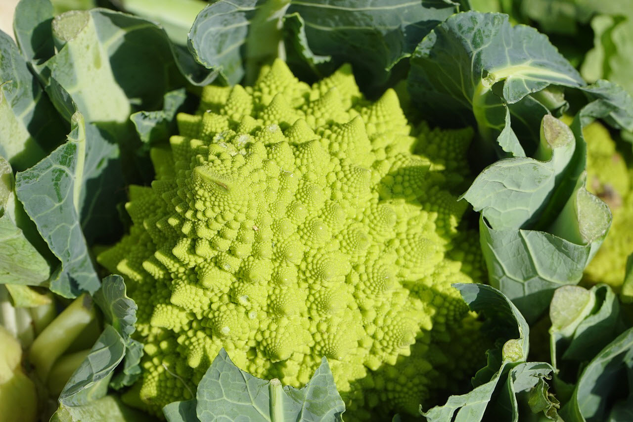 romanesco-broccoli flower head