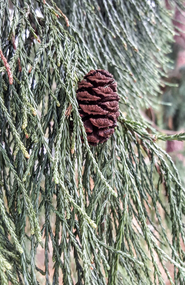 Sequoiadendron giganteum branchlets with cone