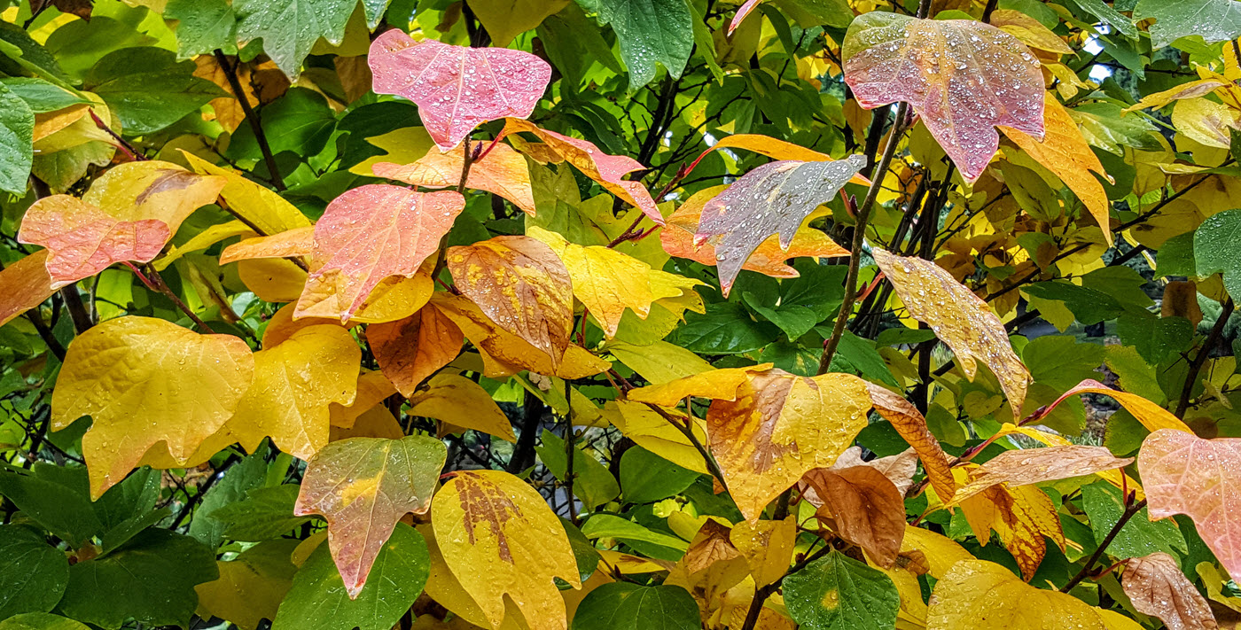 Lindera in autumn colour