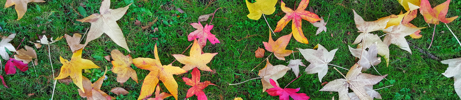 Liquidambar leaves in autumn 