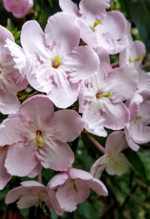 Luculia flowers