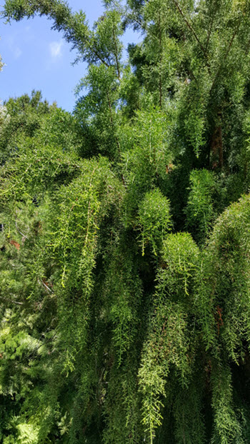 Huon Pine Lagarostrobus franklinii