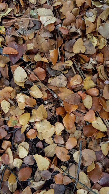 Nothofagus cunninghamii leaves on the ground