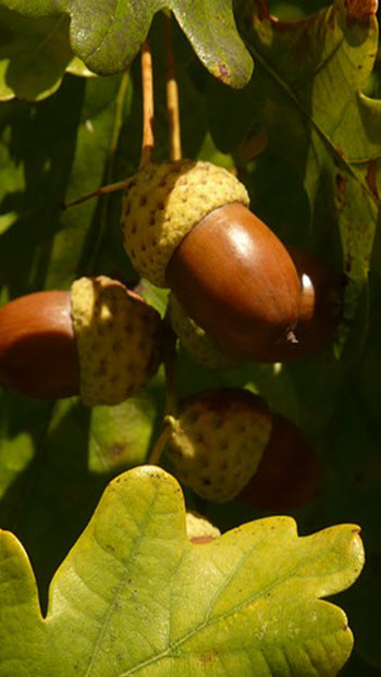 Quercus robur English oak with acorns