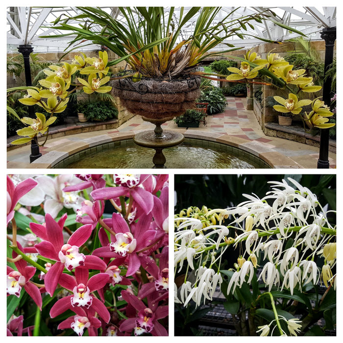 Orchids conservatory-COLLAGE july 2016