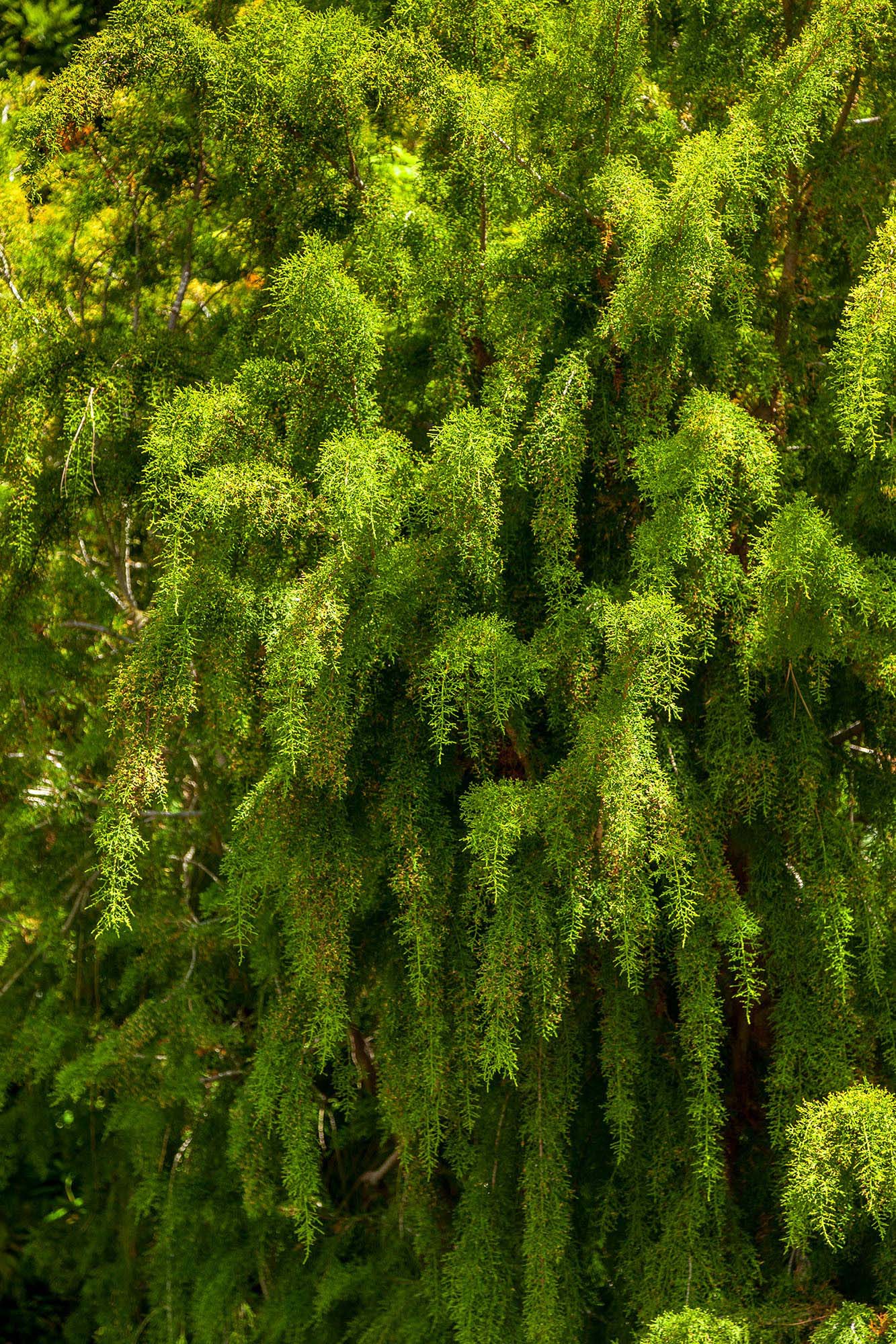 Huon Pine 