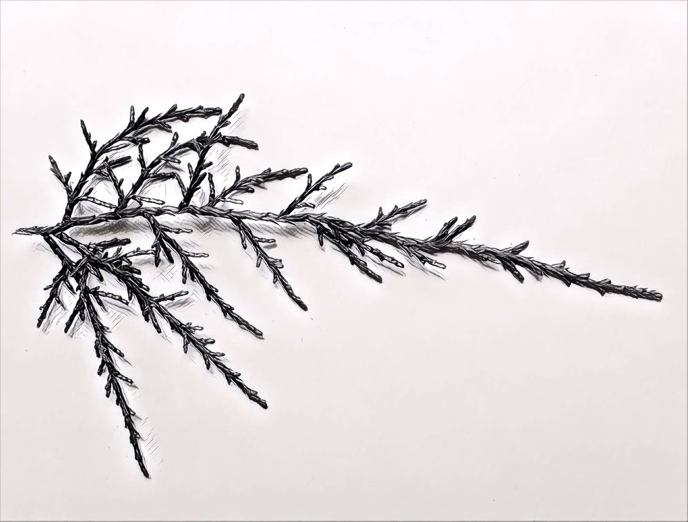 Huon pine sketch